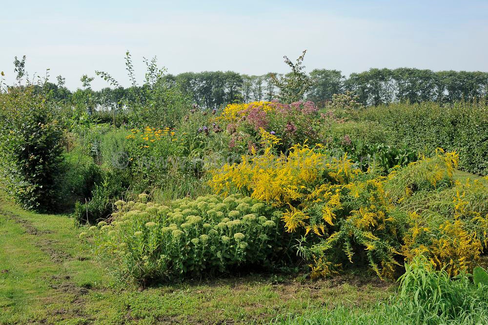 Tresjolie pluktuin de Glind