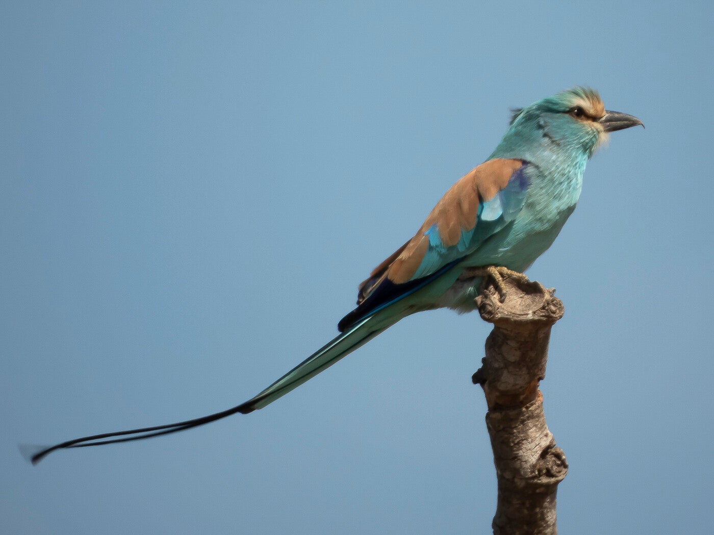 abyssinianroller_9857.jpg