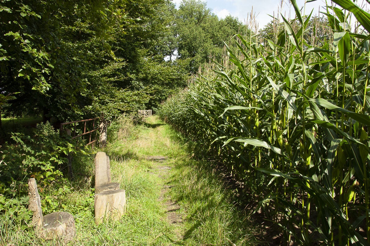 achterveld_snorrenhoefpad_054.jpg