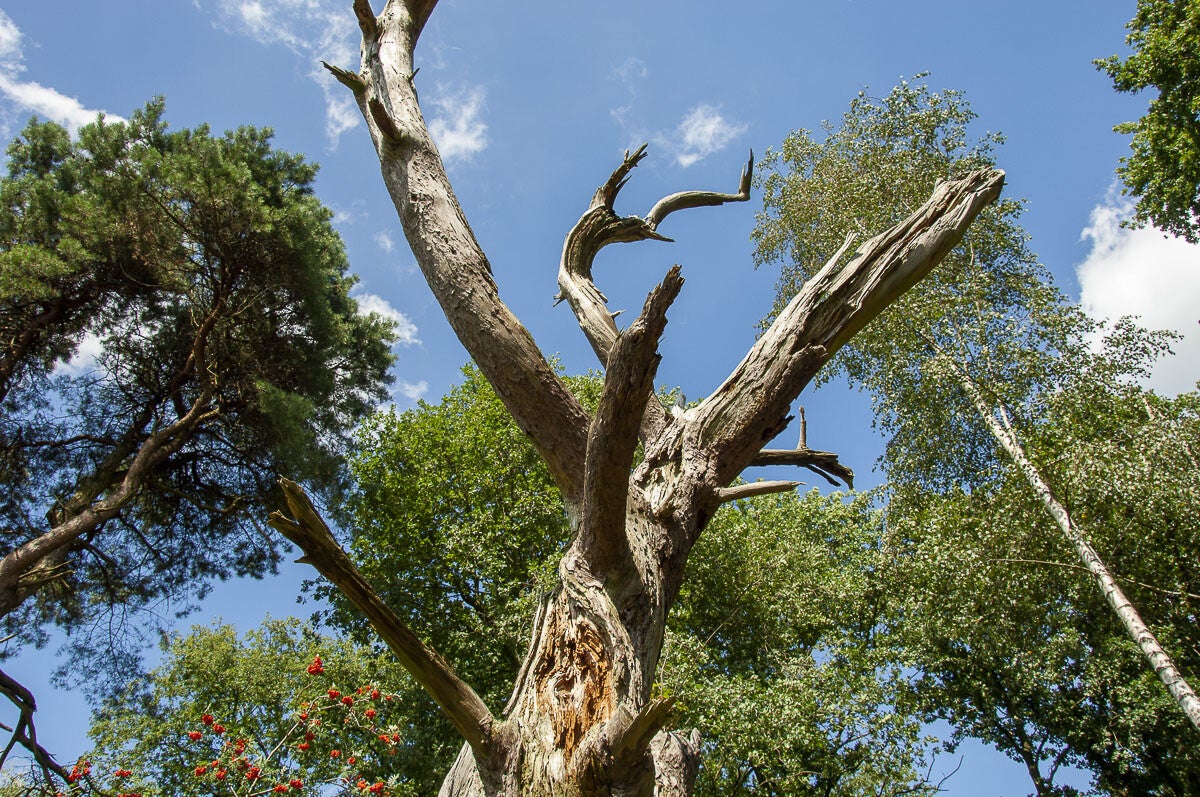 achterveld_snorrenhoefpad_057.jpg