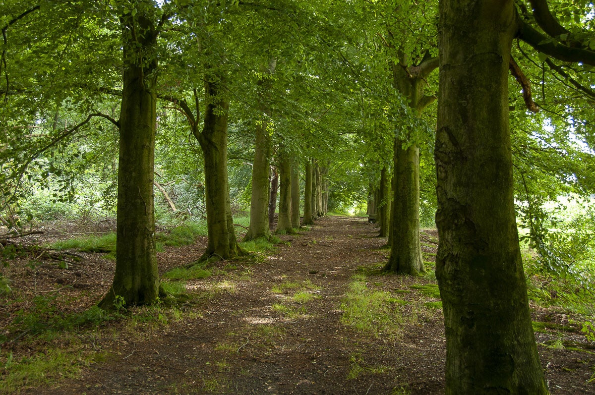 achterveld_snorrenhoefpad_061.jpg
