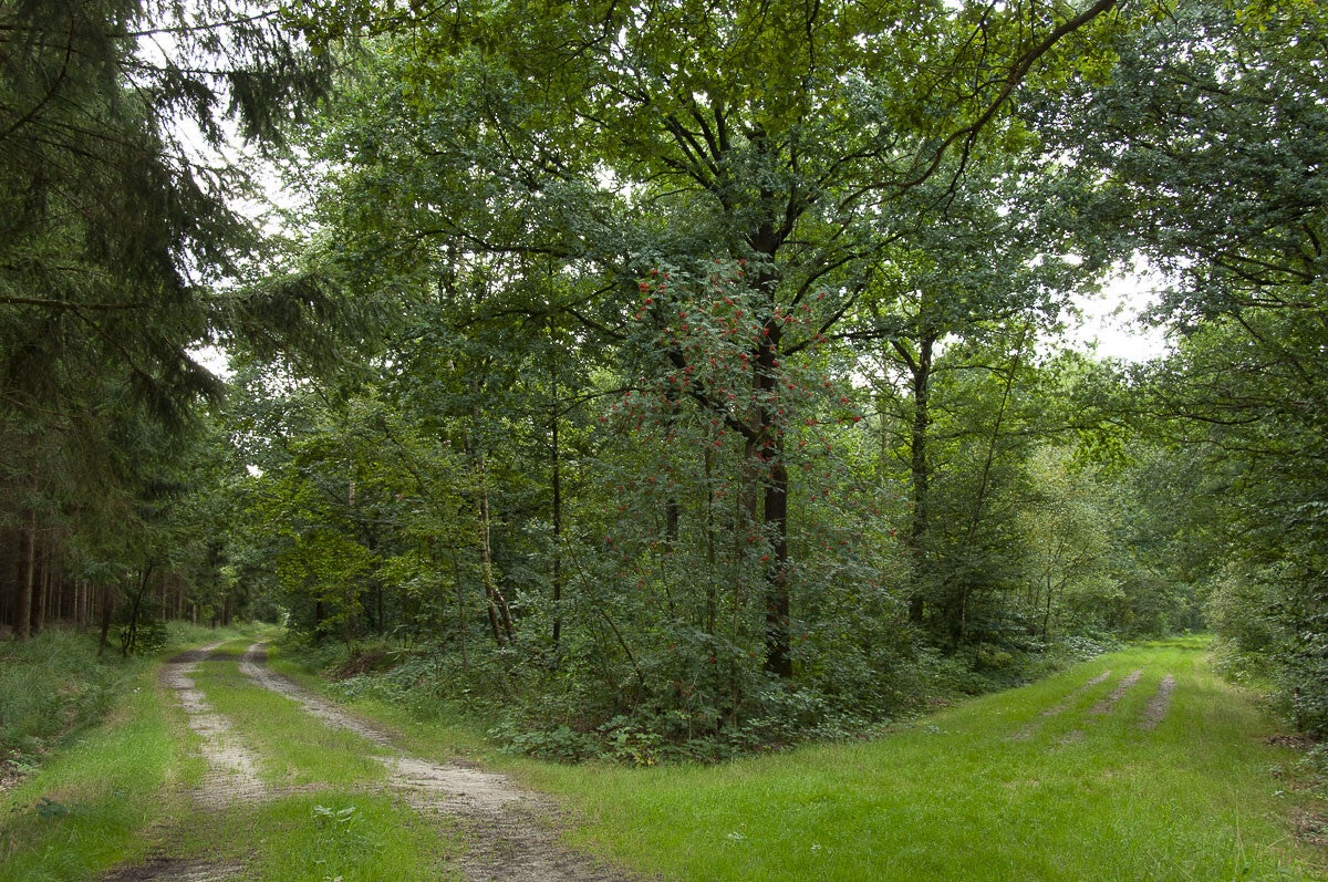 achterveld_snorrenhoefpad_063.jpg