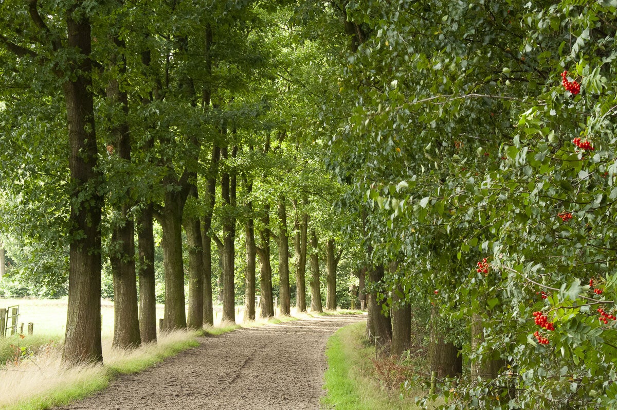 achterveld_snorrenhoefpad_065.jpg