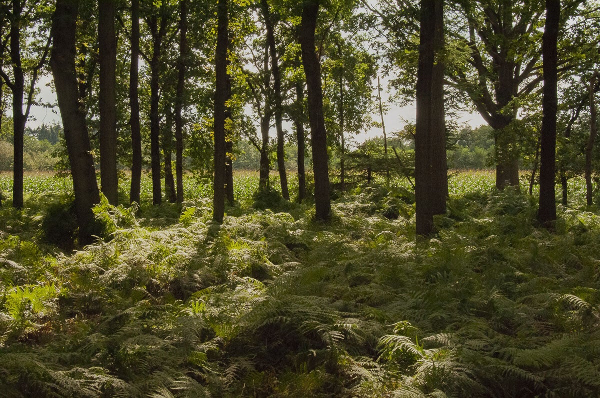 achterveld_snorrenhoefpad_067.jpg