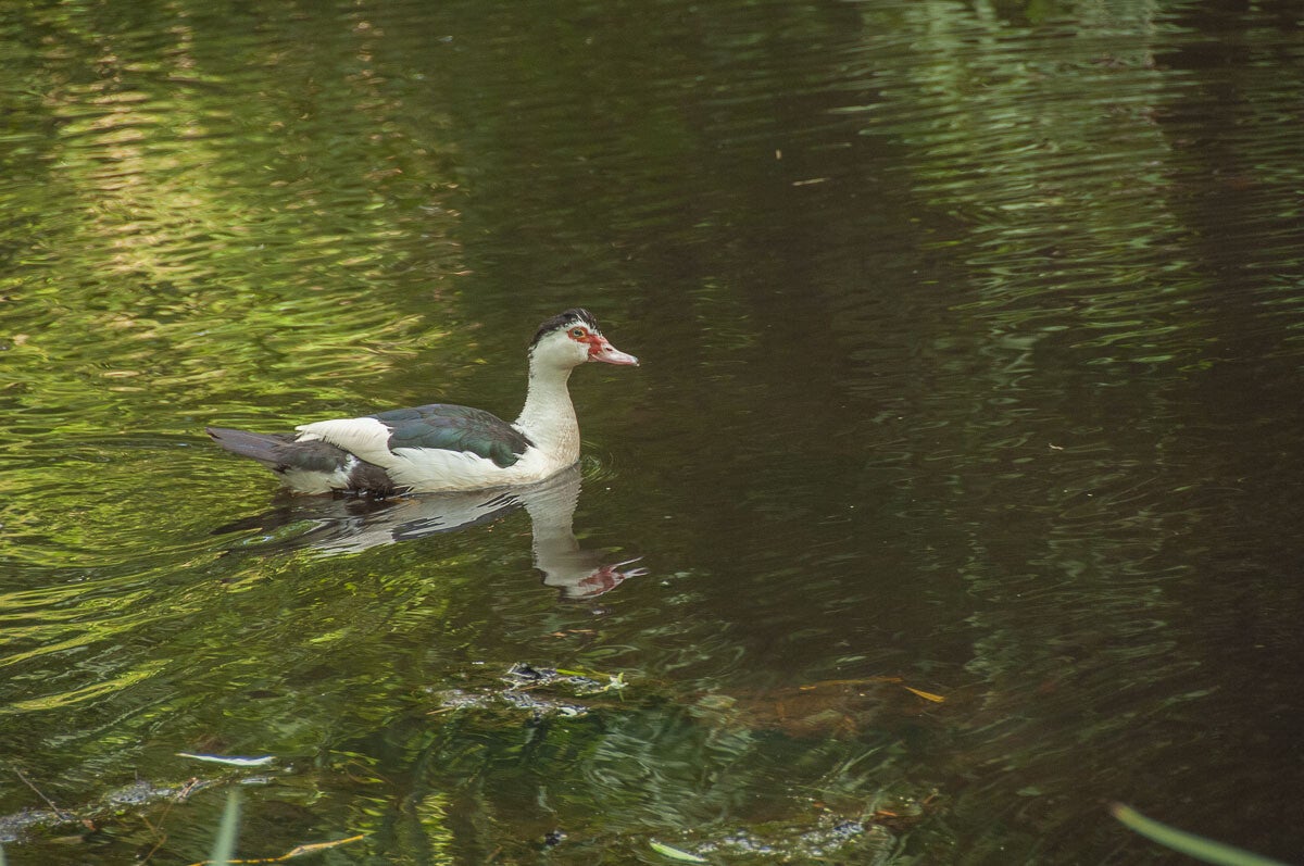 achterveld_snorrenhoefpad_071.jpg
