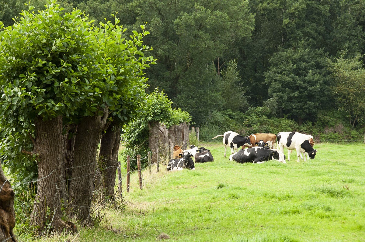 achterveld_snorrenhoefpad_075.jpg