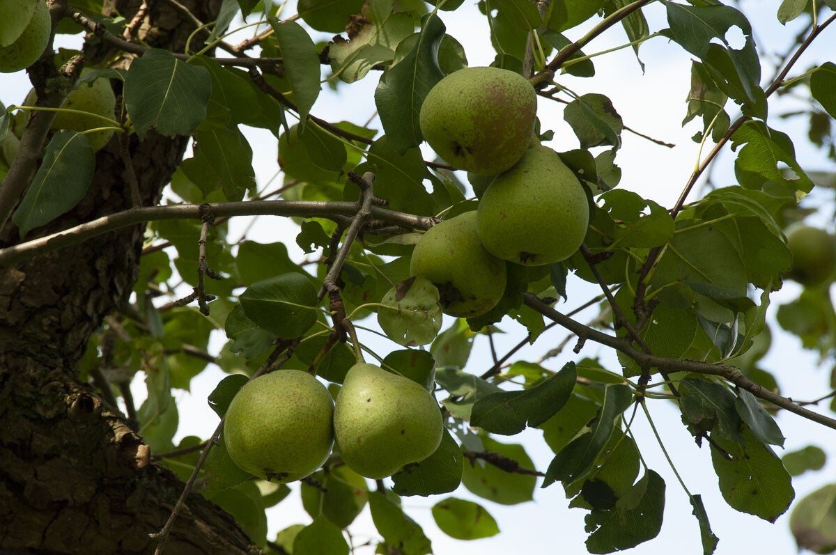 achterveld_snorrenhoefpad_078-1.jpg