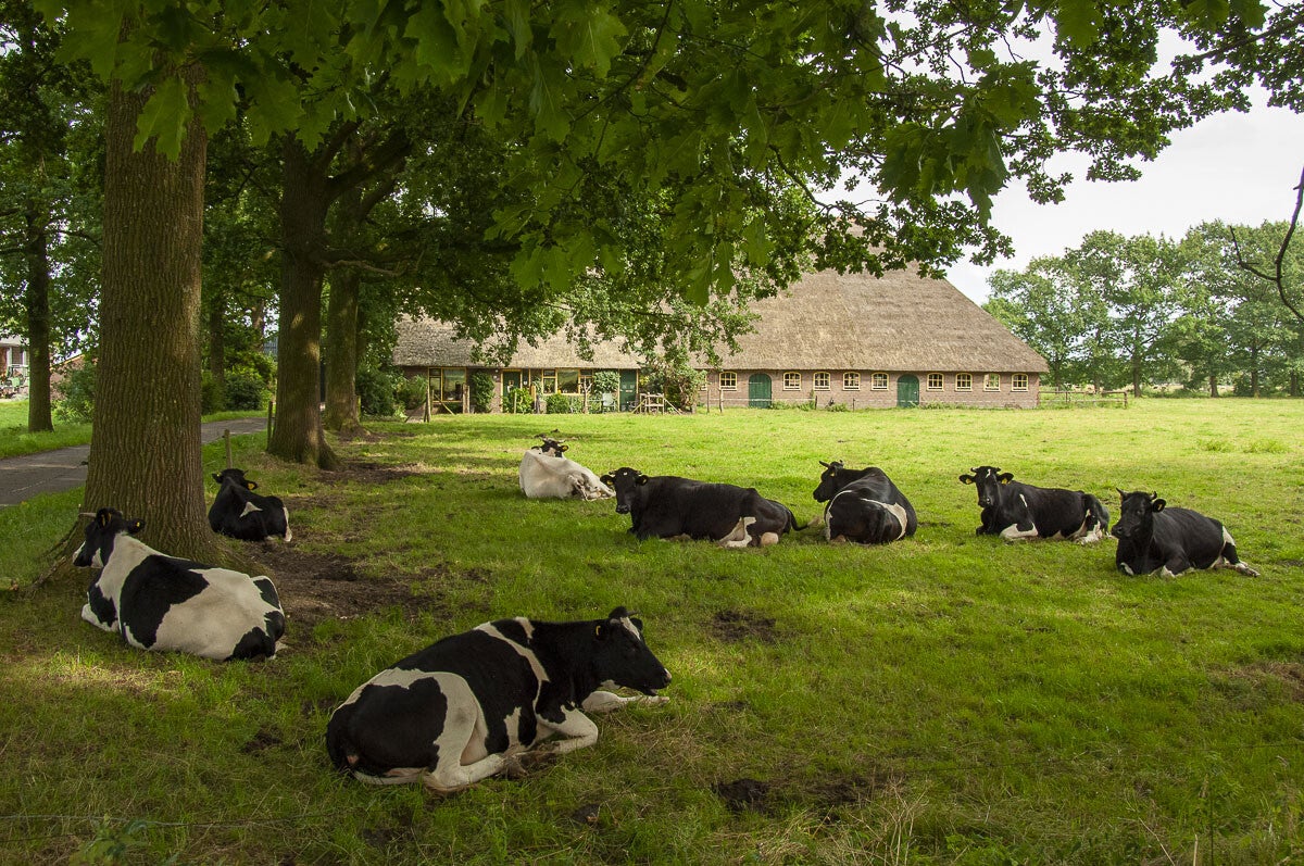 achterveld_snorrenhoefpad_082.jpg