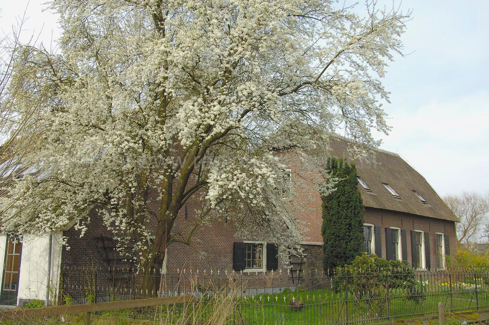 Buitengebied Driebergen