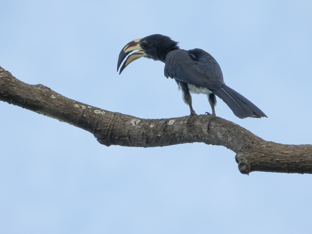 africanpiedhornbill_5479-1.jpg