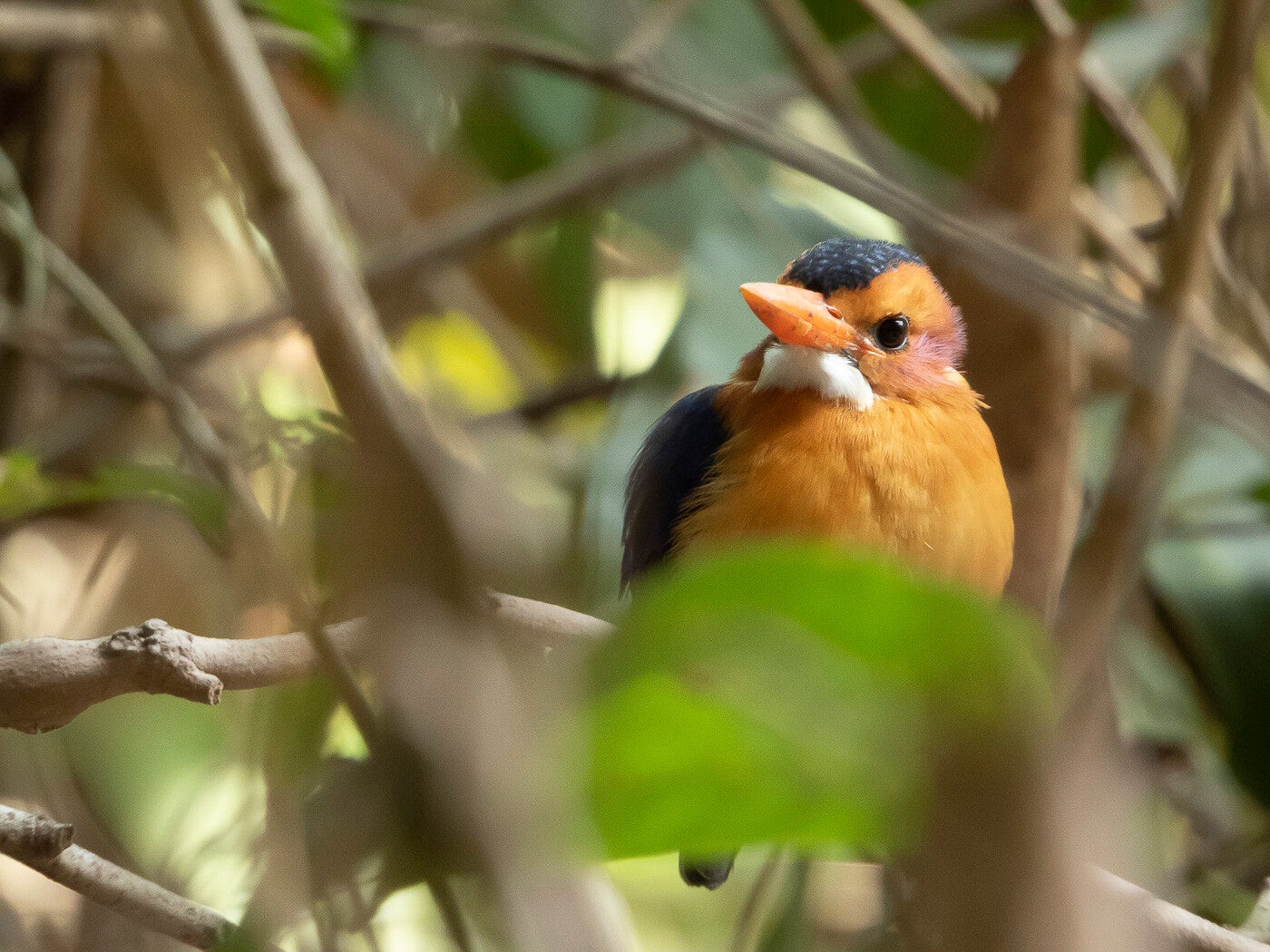 africanpygmykingfisher_6544.jpg