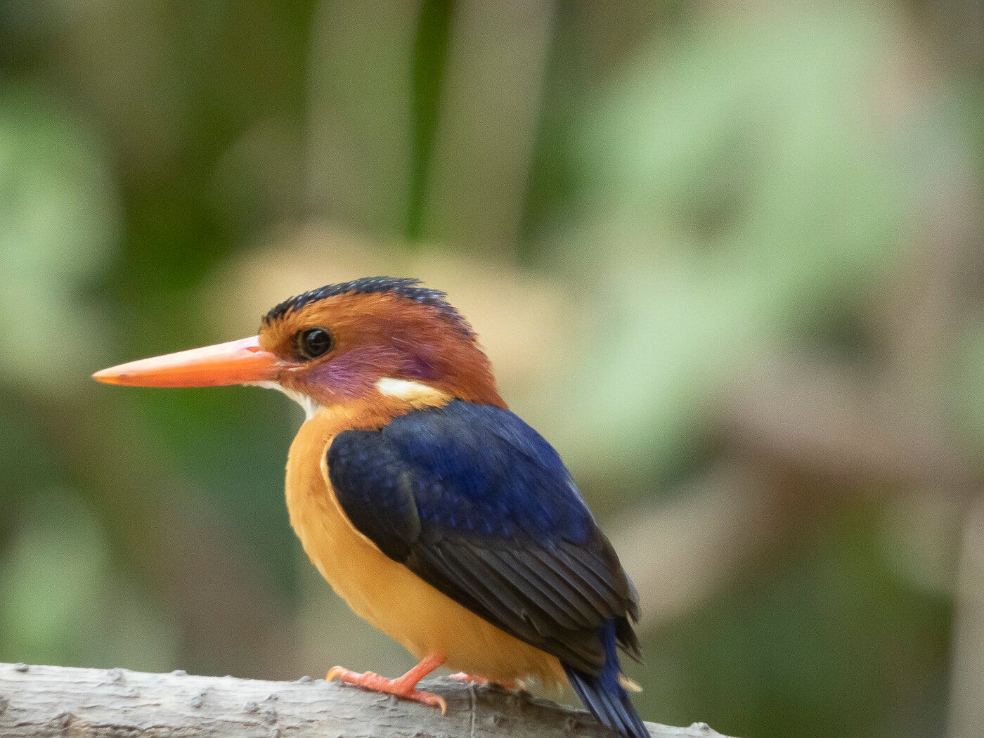 africanpygmykingfisher_6584.jpg