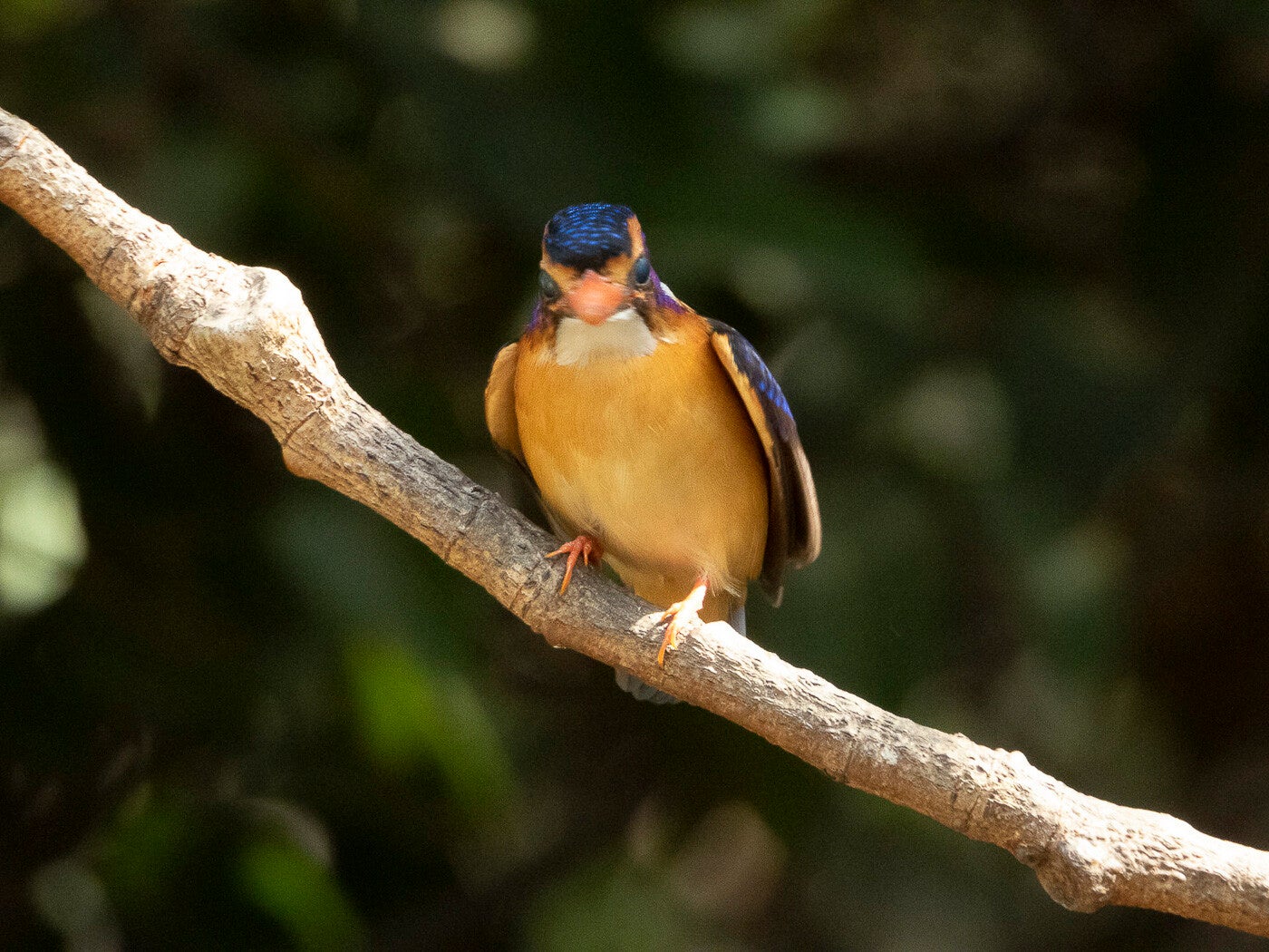 africanpygmykingfisher_9101.jpg