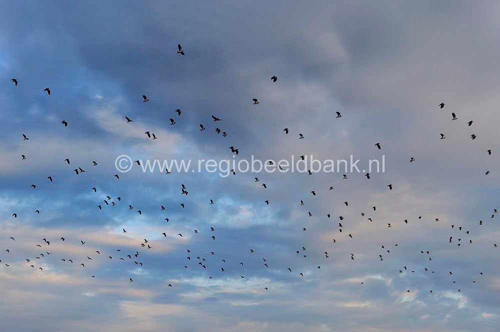 amerongese-bovenpolder_039.jpg