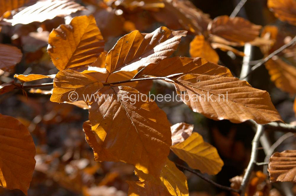 ardennen_sy_052.jpg