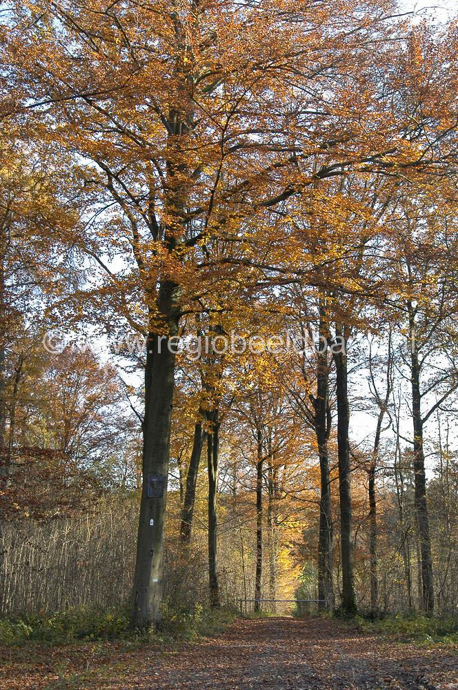 ardennen_sy_077.jpg
