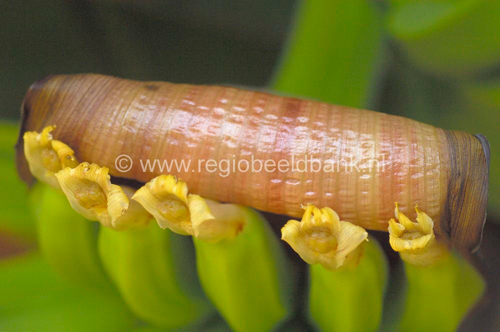Banaan
