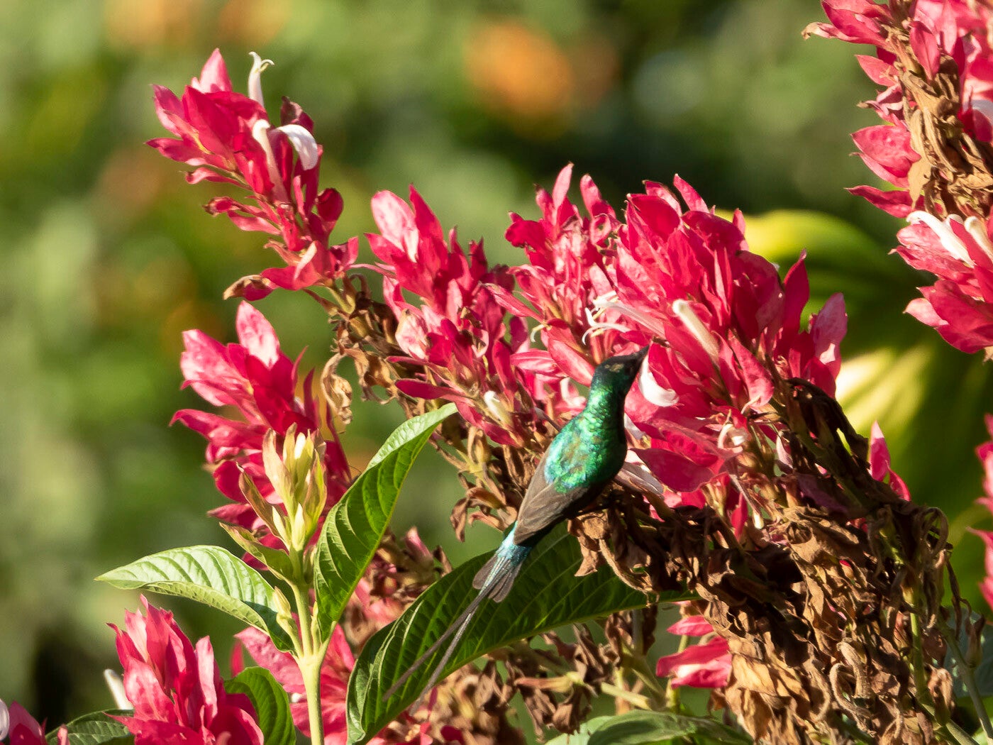 beautifulsunbird_6091-2.jpg