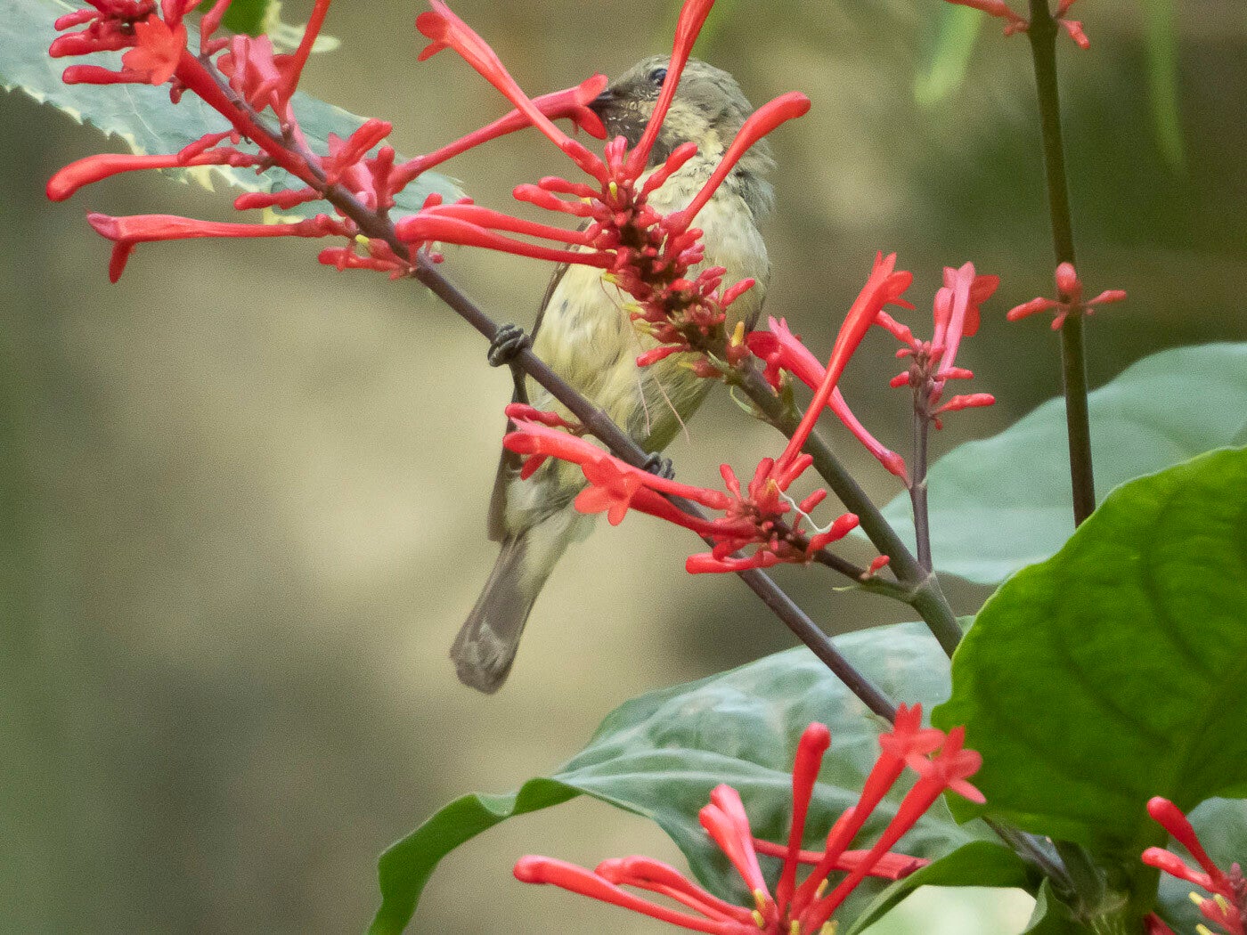 beautifulsunbird_7139-2.jpg