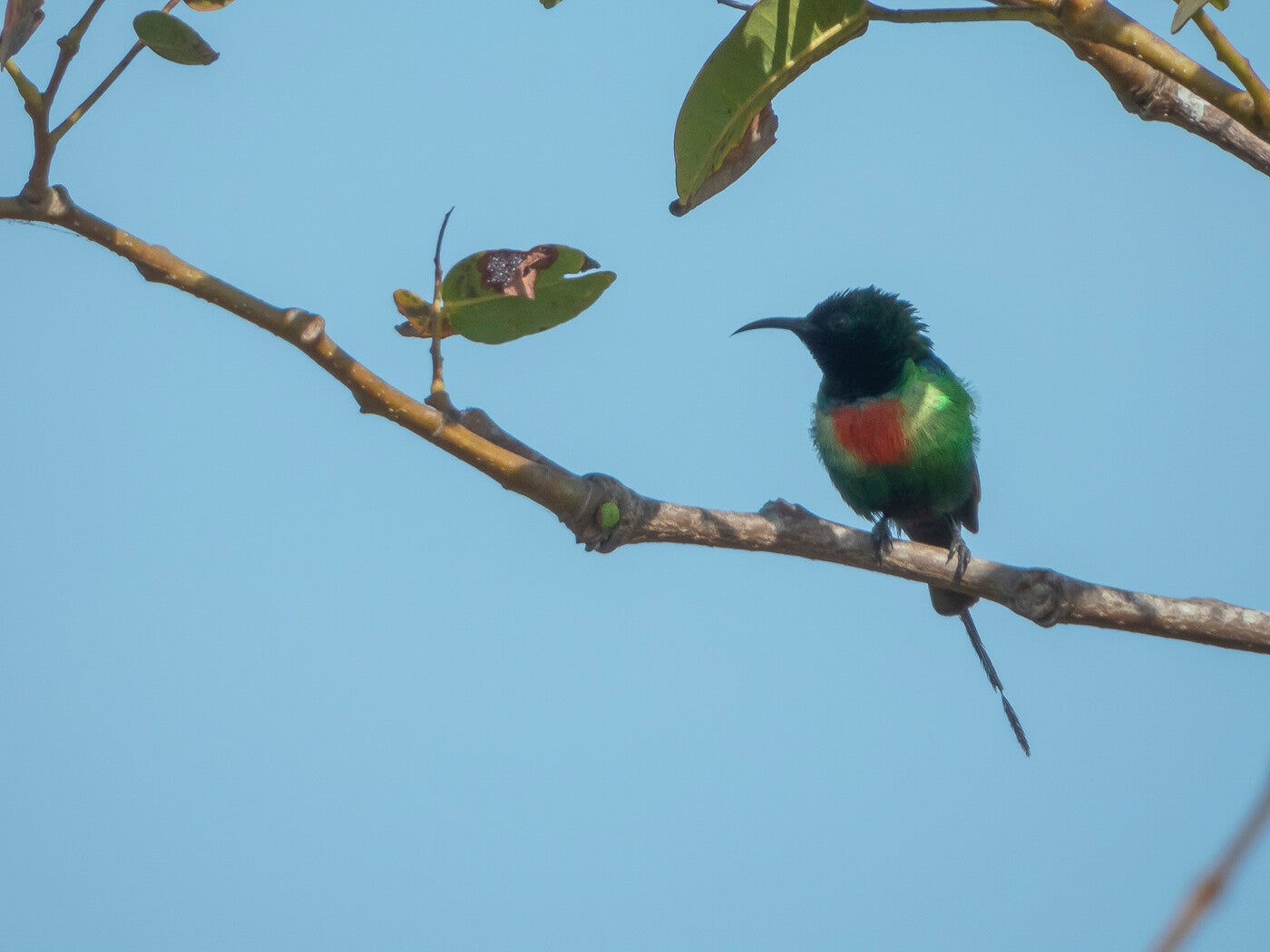 beautifulsunbird_9811.jpg
