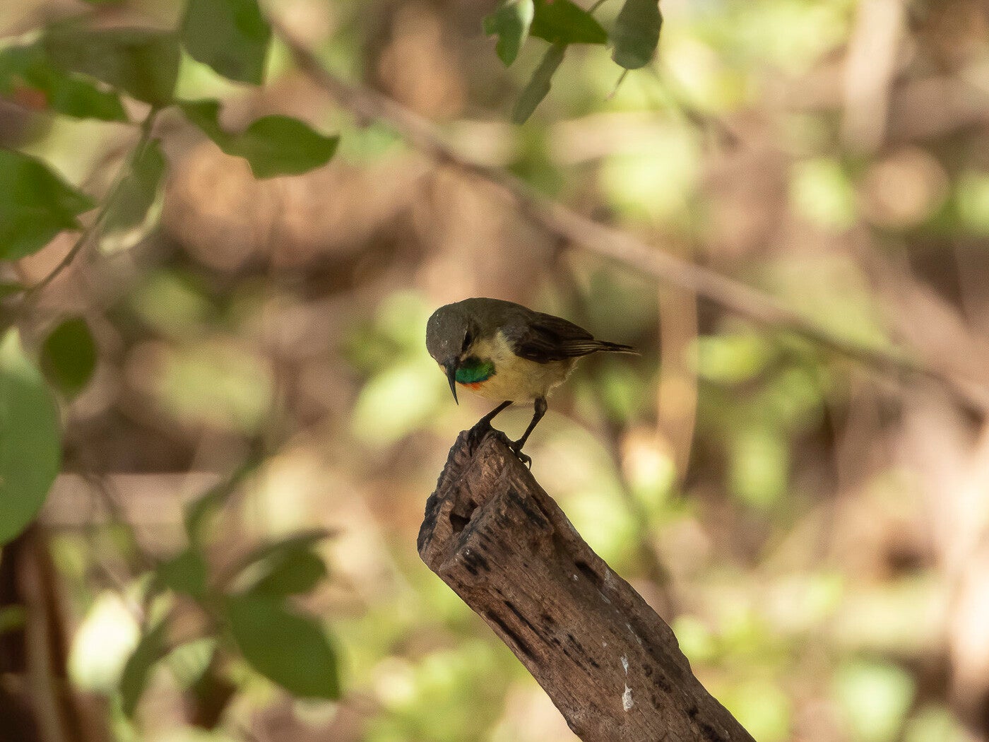 beautifulsunbirdfemale_9269.jpg