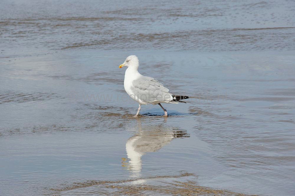 bergen_aan_zee_048.jpg