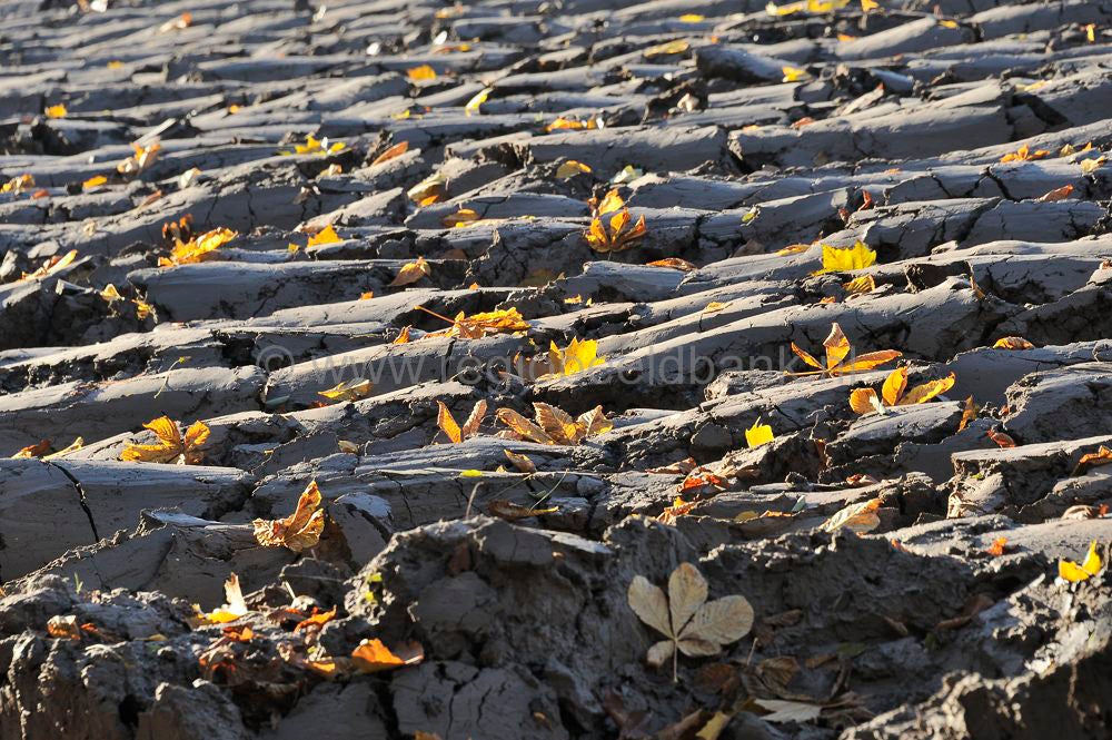 Betuwe Herfst