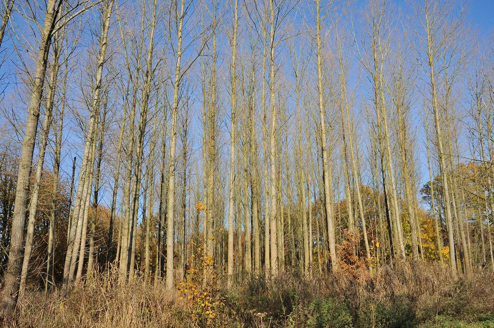 betuwe_herfst_004.jpg