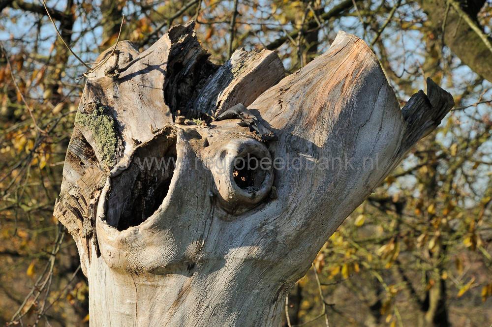 betuwe_herfst_006.jpg
