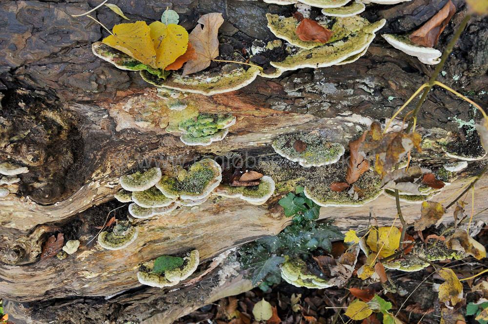 betuwe_herfst_011.jpg