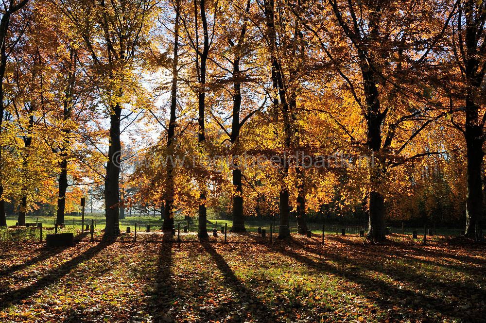 betuwe_herfst_013-1.jpg