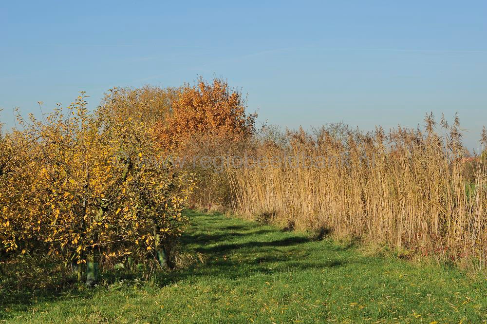 betuwe_herfst_017.jpg