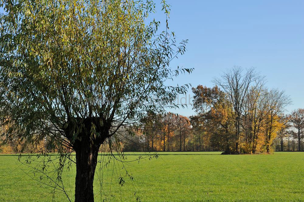 betuwe_herfst_018.jpg