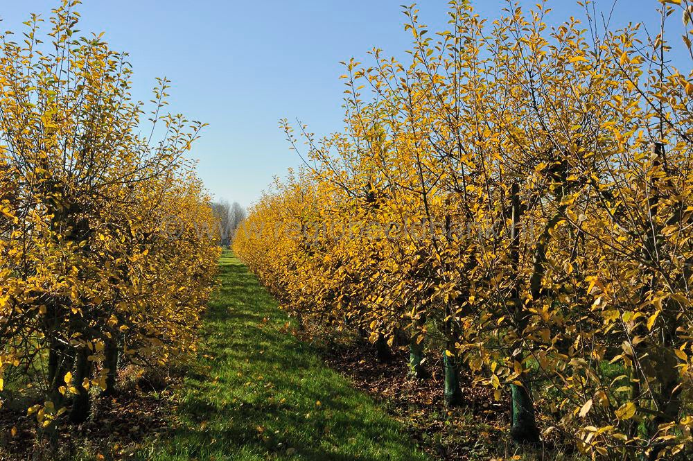betuwe_herfst_020.jpg