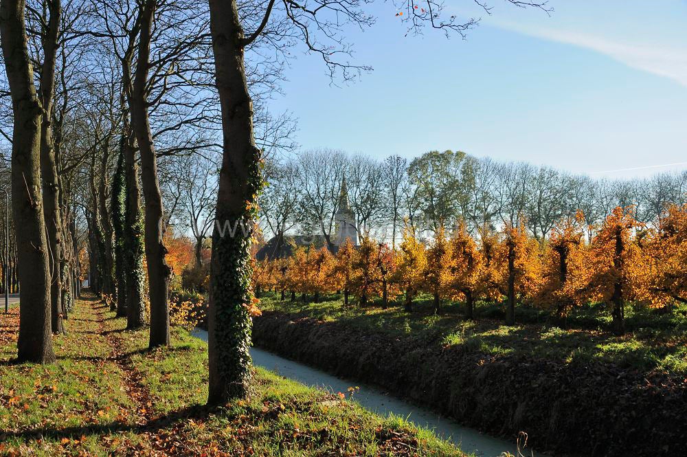 betuwe_herfst_022.jpg