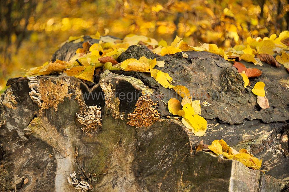 betuwe_herfst_026.jpg