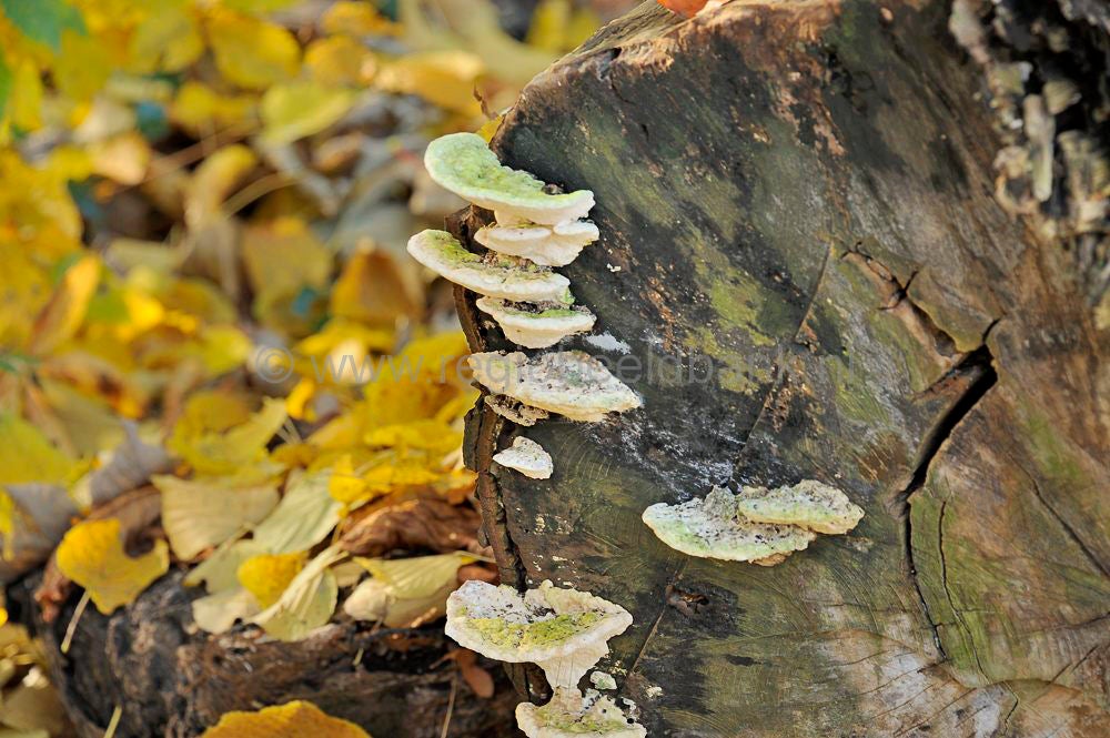 betuwe_herfst_028.jpg