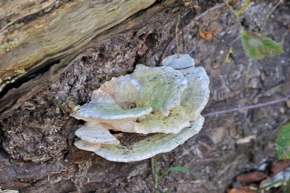 betuwe_herfst_030.jpg