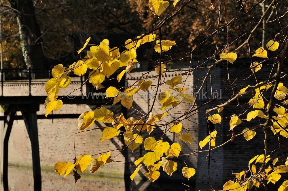 betuwe_herfst_032.jpg