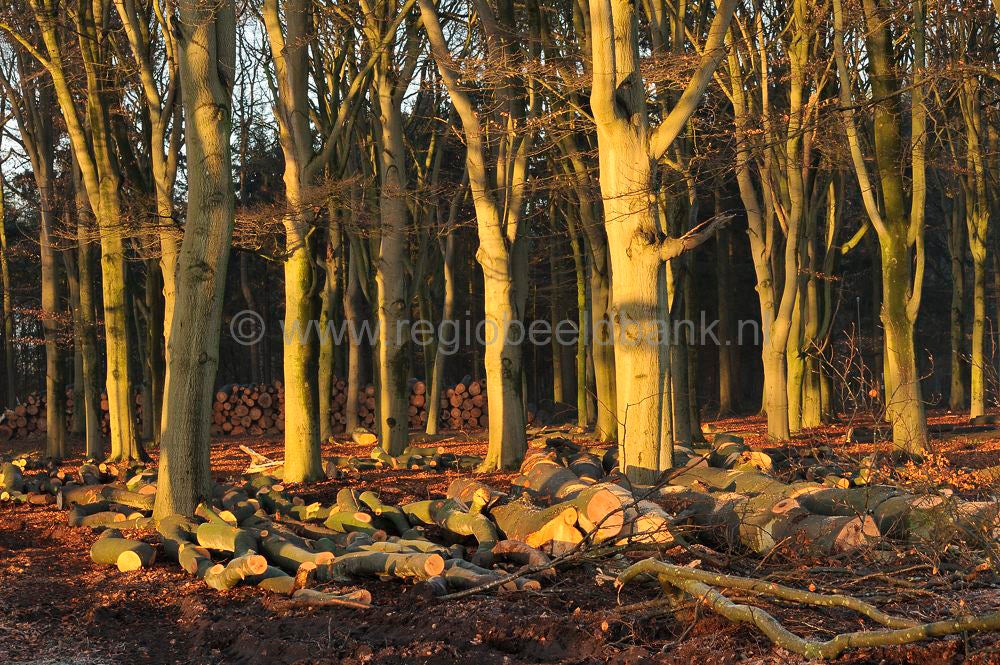 beukenbos_003.jpg