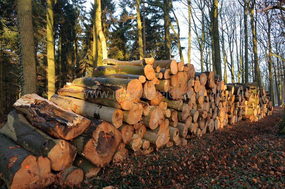beukenbos_007.jpg