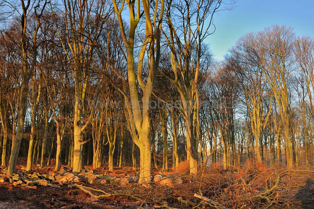 beukenbos_009.jpg