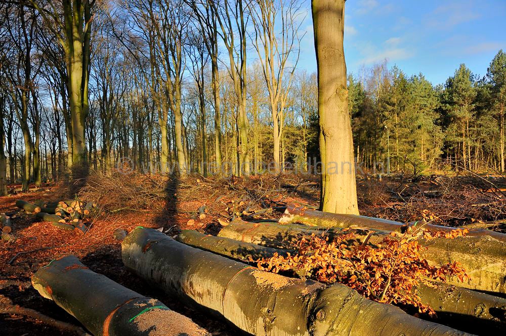 beukenbos_025.jpg