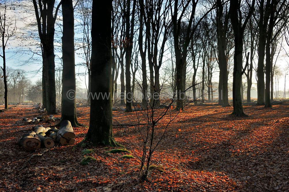 beukenbos_027.jpg