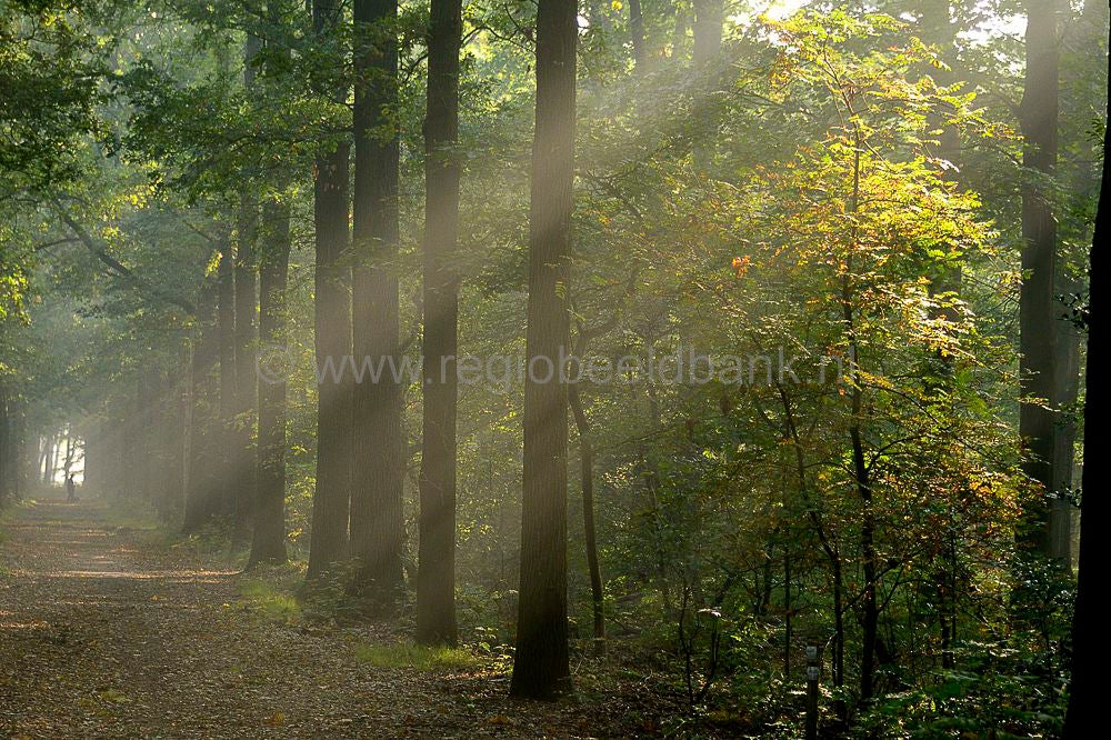 beukenbos_036.jpg