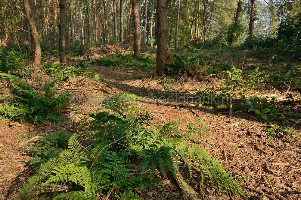beukenbos_040.jpg