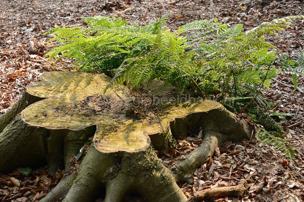 beukenbos_044.jpg