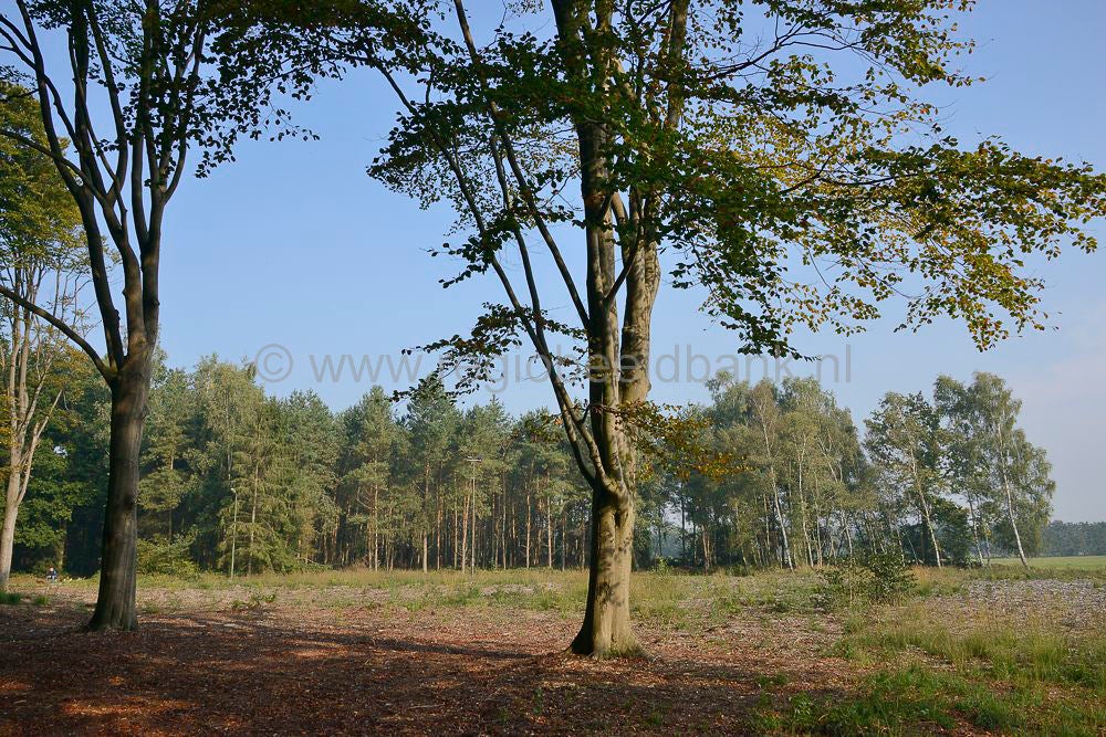 beukenbos_050.jpg