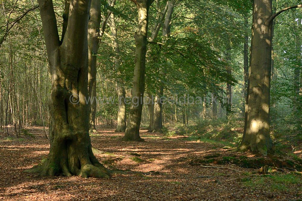 beukenbos_052.jpg