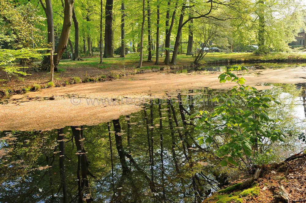 Groenekan
